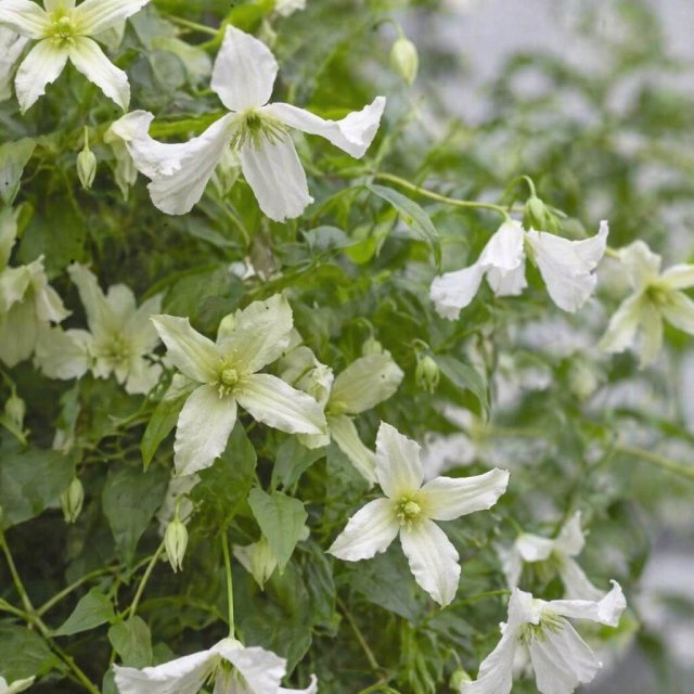 Welke clematis kies je? 8 sterke en kleurrijke soorten