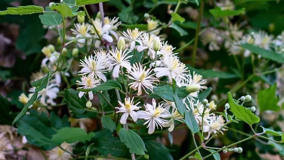 Afbeelding Knappe klimmers: de beste klim- en leiplanten voor elke tuin