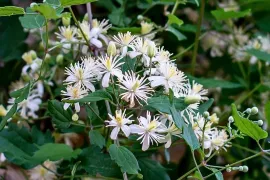 Knappe klimmers: de beste klim- en leiplanten voor elke tuin