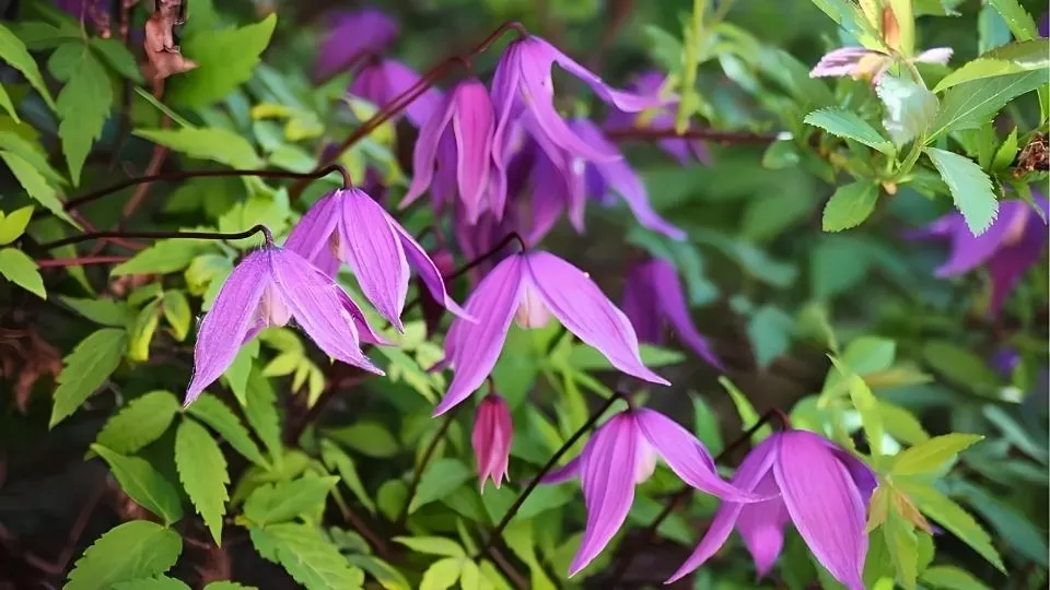 Afbeelding Een dode boom? Laat er een clematis in bloeien