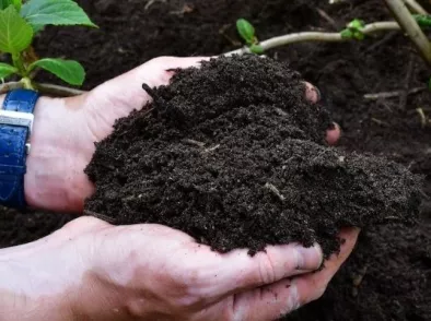 Composteren in de winter: het begin van een gezond tuinjaar