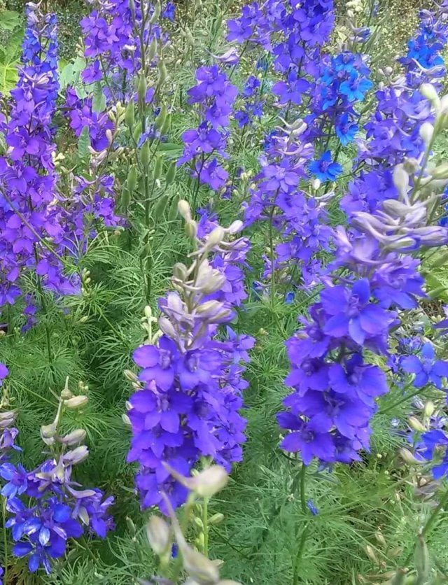Bloemen zaaien: deze eenjarigen zaai je al vroeg
