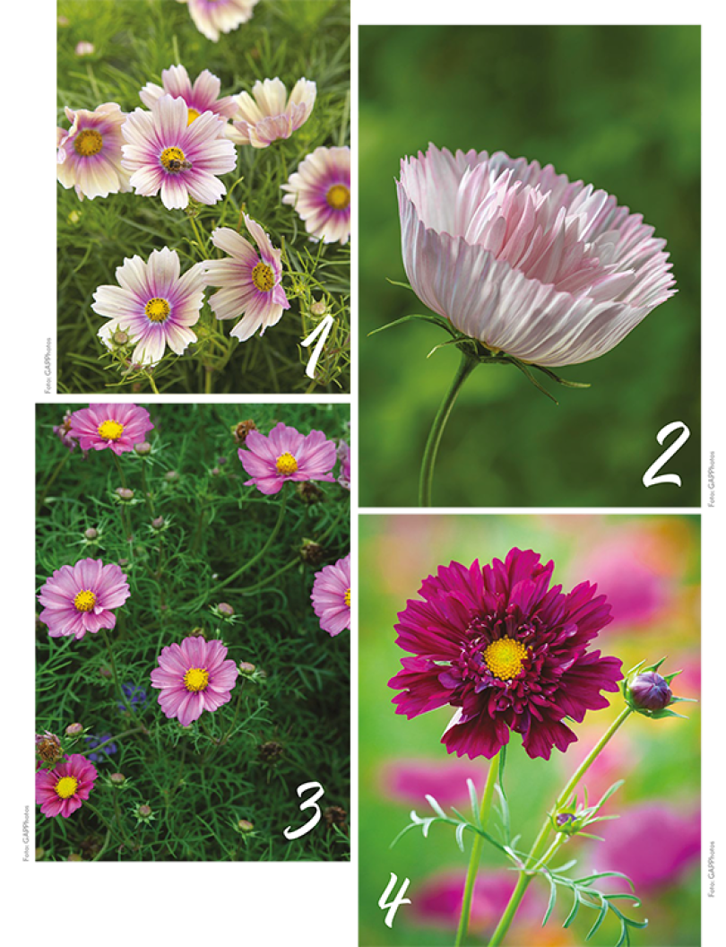 Bijzondere Cosmos zaden bestellen