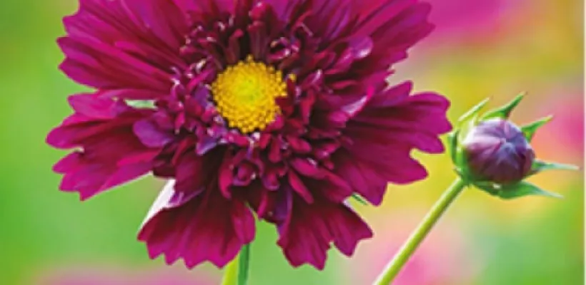 Bijzondere Cosmos zaden bestellen