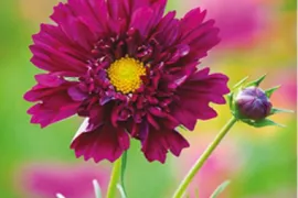 Bijzondere Cosmos zaden bestellen