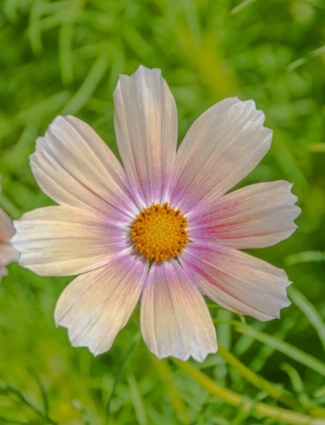 Cosmos zaden: 4 bijzondere cosmea’s voor de pluktuin
