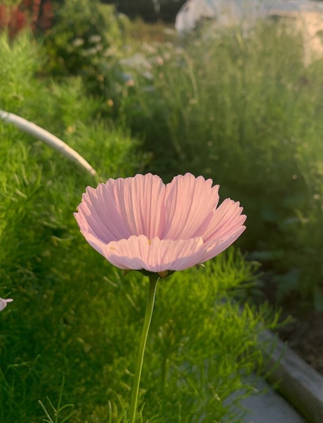 Cosmos zaden: 4 bijzondere cosmea’s voor de pluktuin