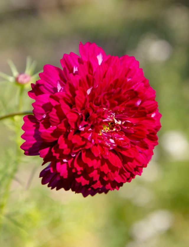 Cosmos zaden: 4 bijzondere cosmea’s voor de pluktuin