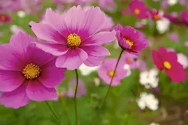 De opscheppers van de tuin: bloemen zaaien die heel lang bloeien