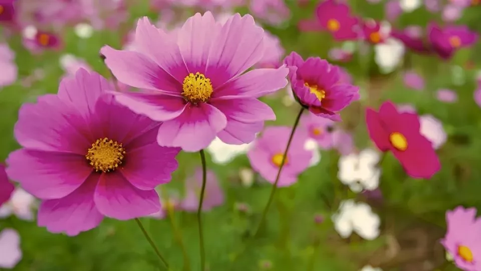 Afbeelding De opscheppers van de tuin: bloemen zaaien die heel lang bloeien