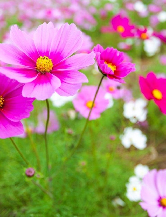  De opscheppers van de tuin: bloemen zaaien die heel lang bloeien