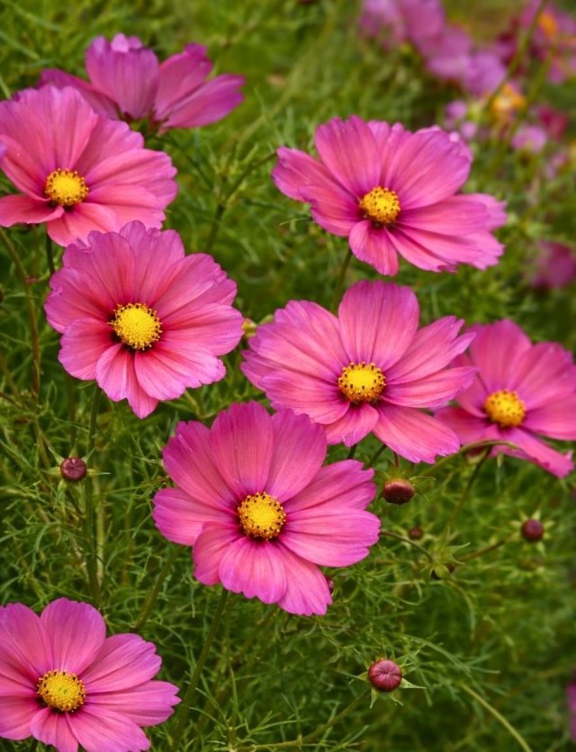 Cosmos zaden: 4 bijzondere cosmea’s voor de pluktuin