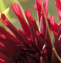 Dahlia planten