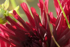 Dahlia planten