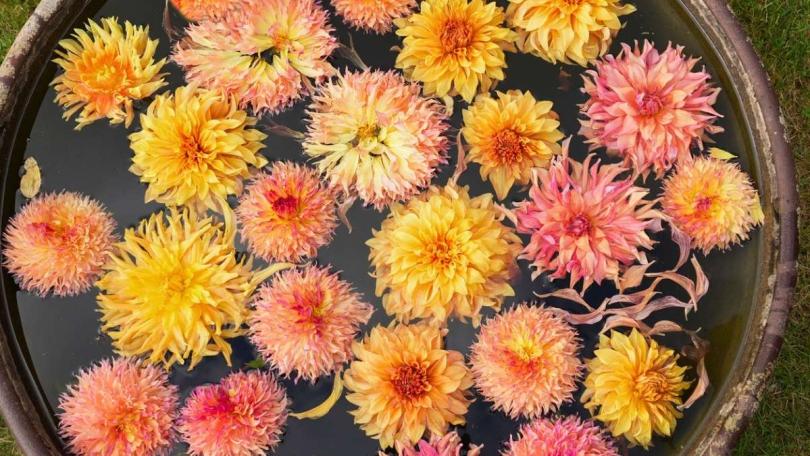 Tuinklussen oktober: 14 klussen voor de herfst