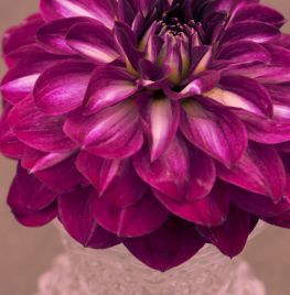 Dahlia Retro