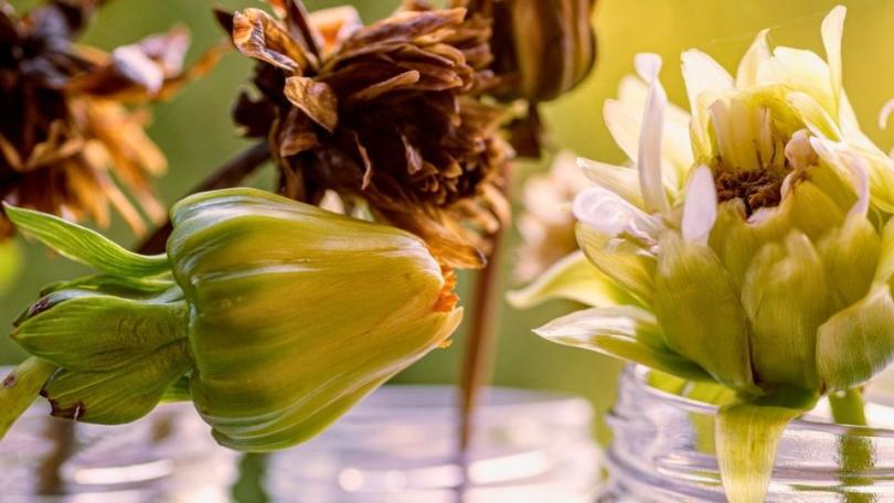 Zaaidahlia’s: de lol van je eigen dahlia kweken