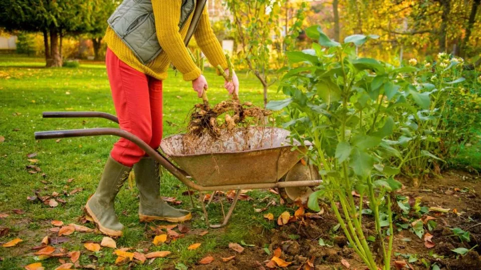 Afbeelding Tuinklussen in november: 14 klussen die niet kunnen wachten