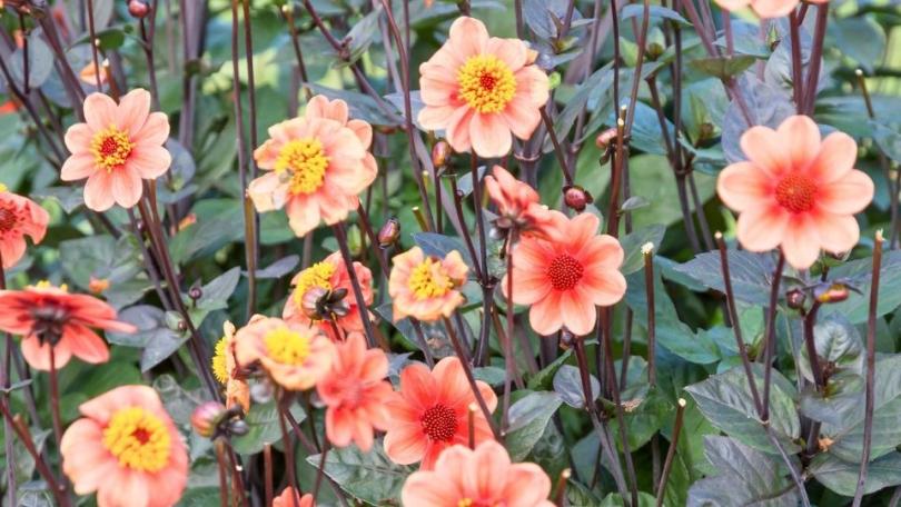 Zaaidahlia’s: de lol van je eigen dahlia kweken