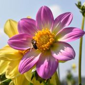 Vier biologische bloeipakketten voor een zomer vol kleur