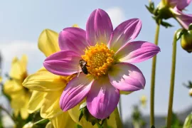 Vier biologische bloeipakketten voor een zomer vol kleur