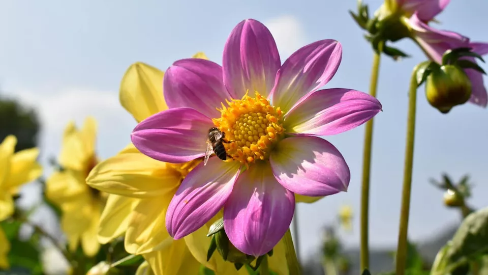 Afbeelding Vier biologische bloeipakketten voor een zomer vol kleur