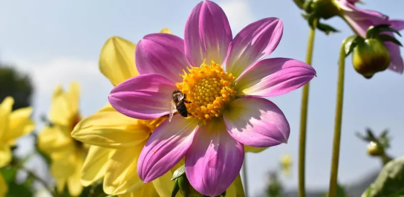 Vier biologische bloeipakketten voor een zomer vol kleur