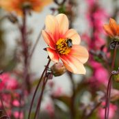 Dahlia’s uit de grond