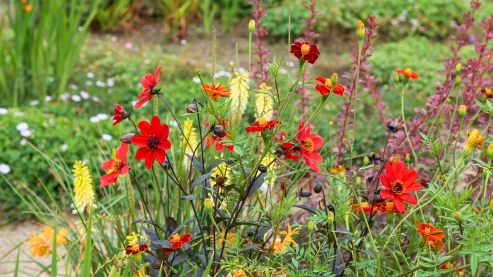 Afbeelding Zaaidahlia’s: de lol van je eigen dahlia kweken