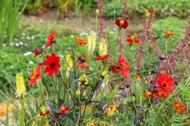 Zaaidahlia’s: de lol van je eigen dahlia kweken