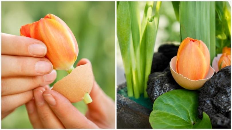 Grafisch en feestelijk tegelijk: een lentetafelstuk van tulpen en eierschalen