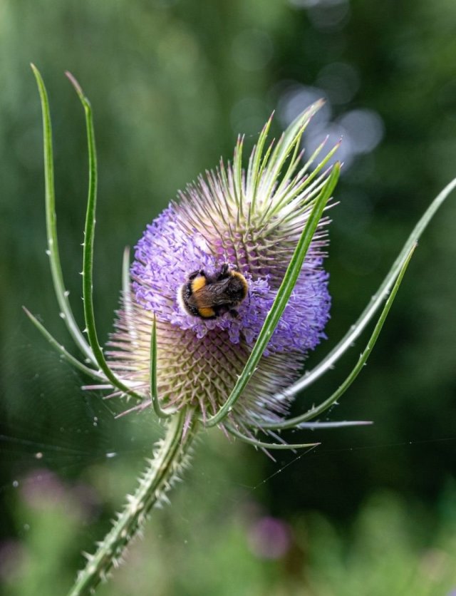 Meer bijen en vlinders in je tuin? Zaai distels