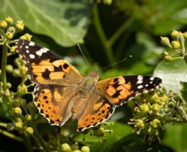 Waarom klimop nog belangrijker is voor insecten dan we dachten