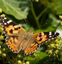 Waarom klimop nog belangrijker is voor insecten dan we dachten