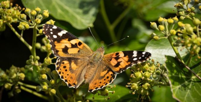 Waarom klimop nog belangrijker is voor insecten dan we dachten