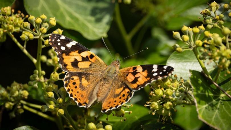 Tuinklussen in november: 14 klussen die niet kunnen wachten