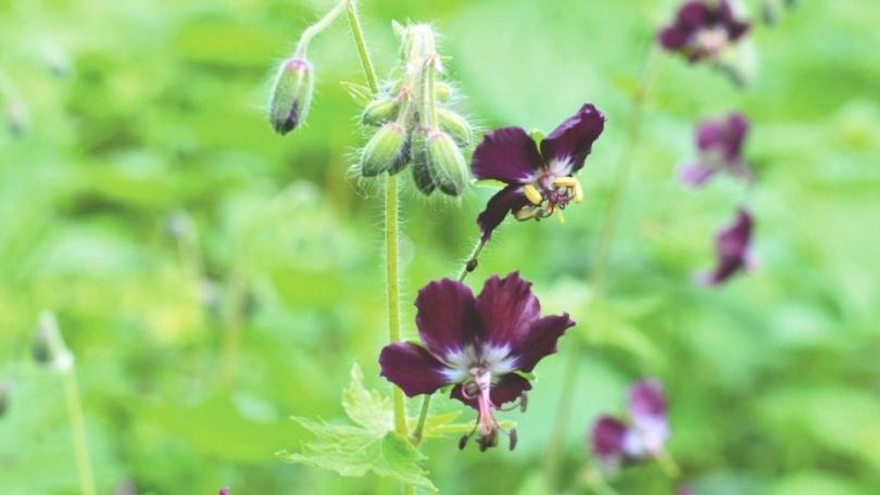 Wilde ooievaarsbek zaaien: drie soorten voor een tuin vol insecten