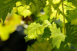 Zomersnoei bij druiven