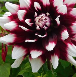 dahlia