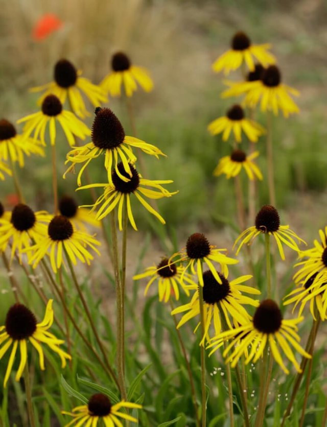  Echinacea pallida: bloemblaadjes die dansen in de wind
