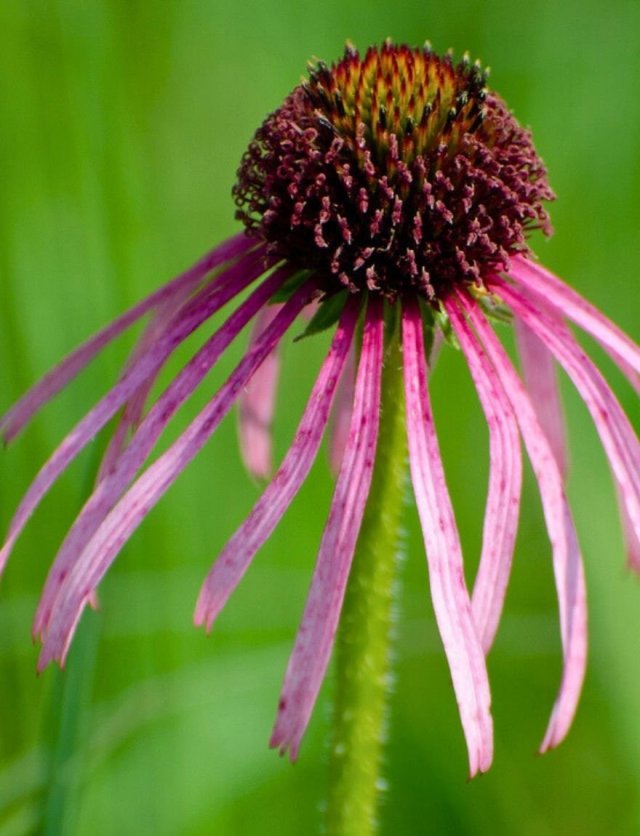  Echinacea pallida: bloemblaadjes die dansen in de wind