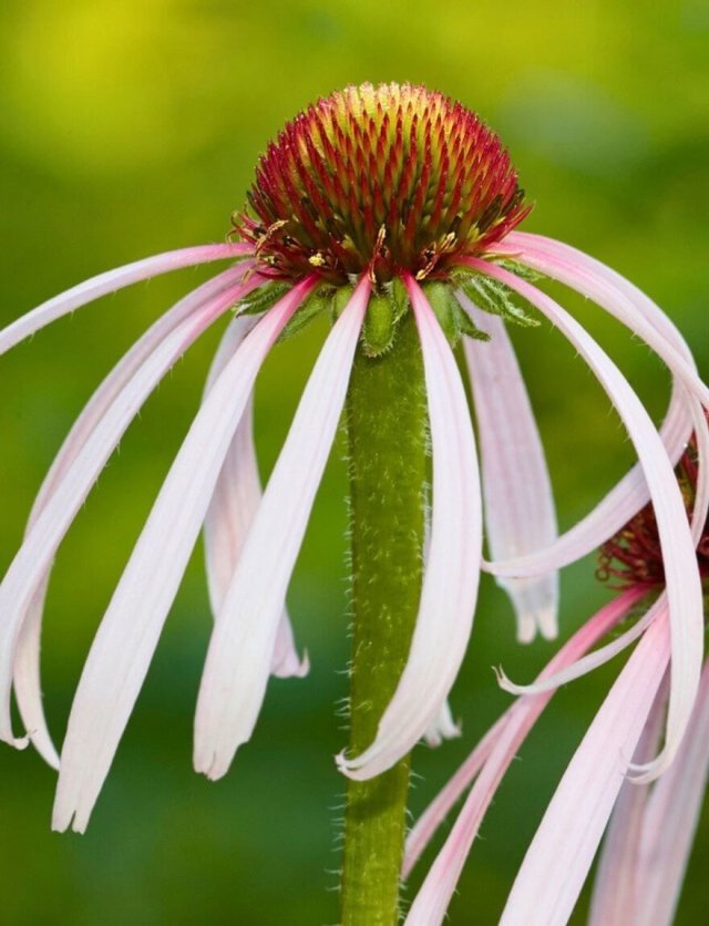  Echinacea pallida: bloemblaadjes die dansen in de wind