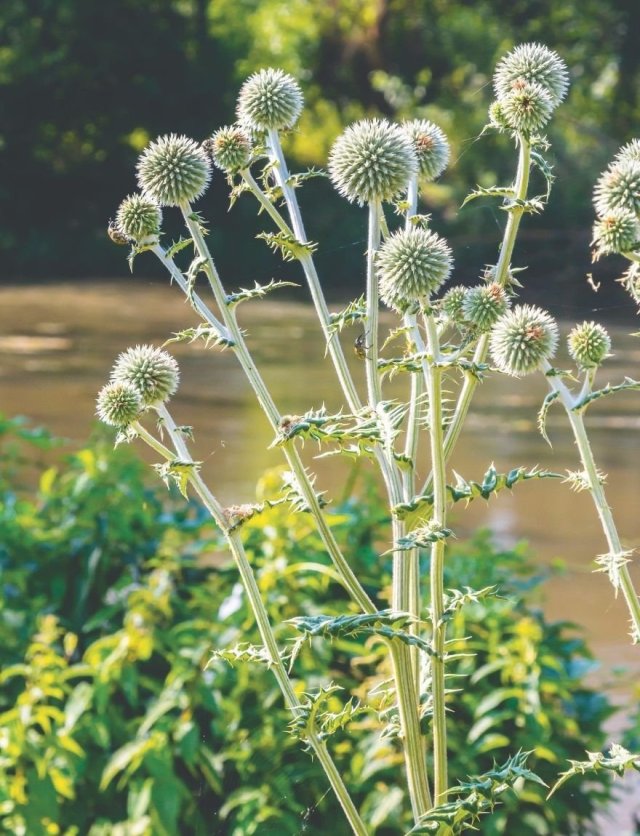 Meer bijen en vlinders in je tuin? Zaai distels