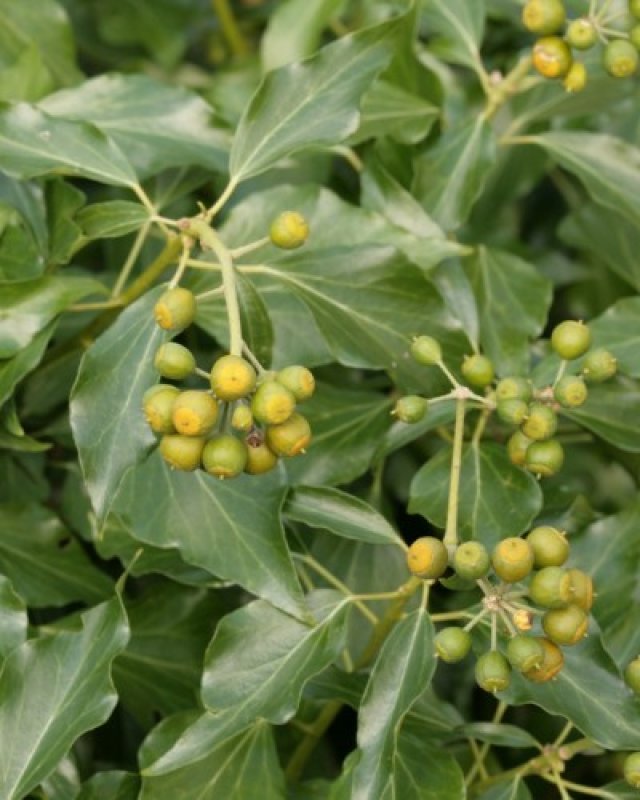 De beste klimopsoorten voor een duurzame tuin