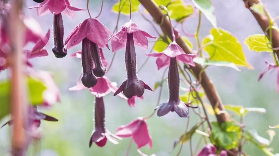 Afbeelding Eenjarige klimmers: snel omhoog, een zomer vol bloemen