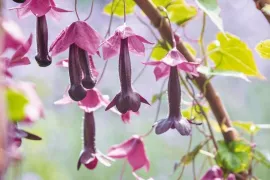 Eenjarige klimmers: snel omhoog, een zomer vol bloemen