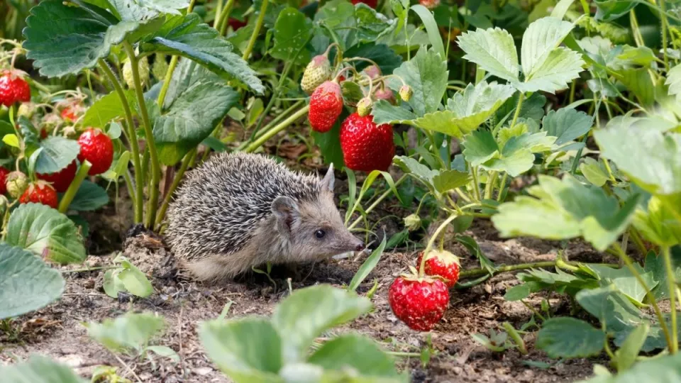 Afbeelding Maak je tuin eetbaar voor mens en dier