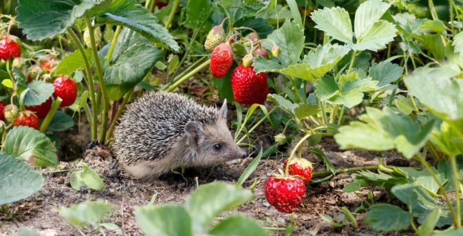 Maak je tuin eetbaar voor mens en dier