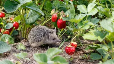 Maak je tuin eetbaar voor mens en dier