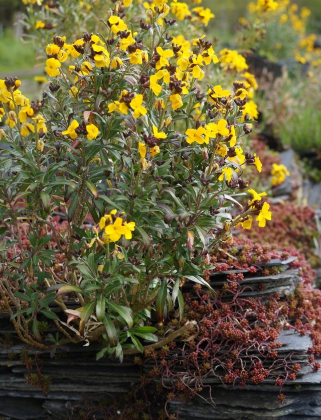 Langer genieten van muurbloemen? Dat is heel simpel